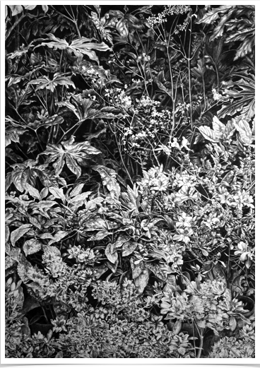Undergrowth
pencil on paper
31 x 43 cm Undergrowth
pencil on paper
31 x 43 cm